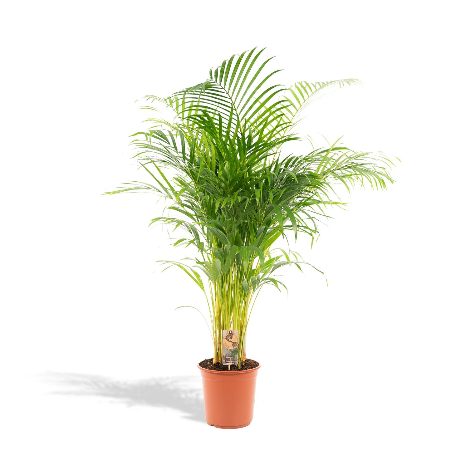 Areca palm (Dypsis)