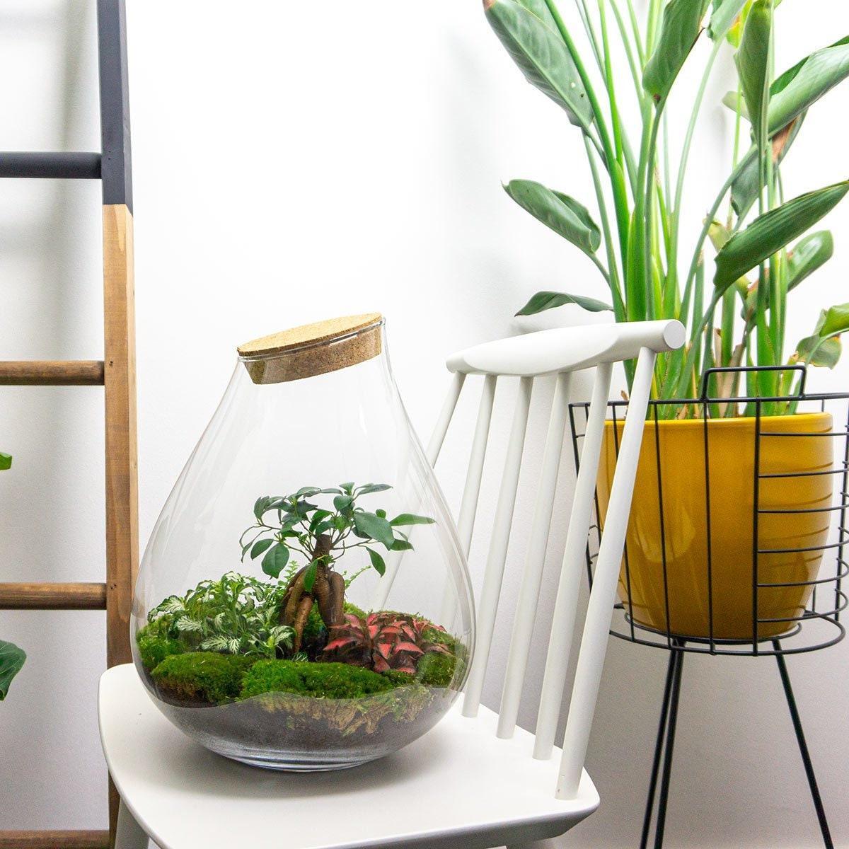 Drop Bonsai | DIY terrarium