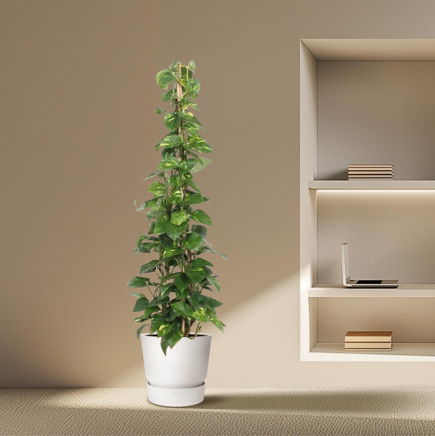 Epipremnum Aureum pyramide