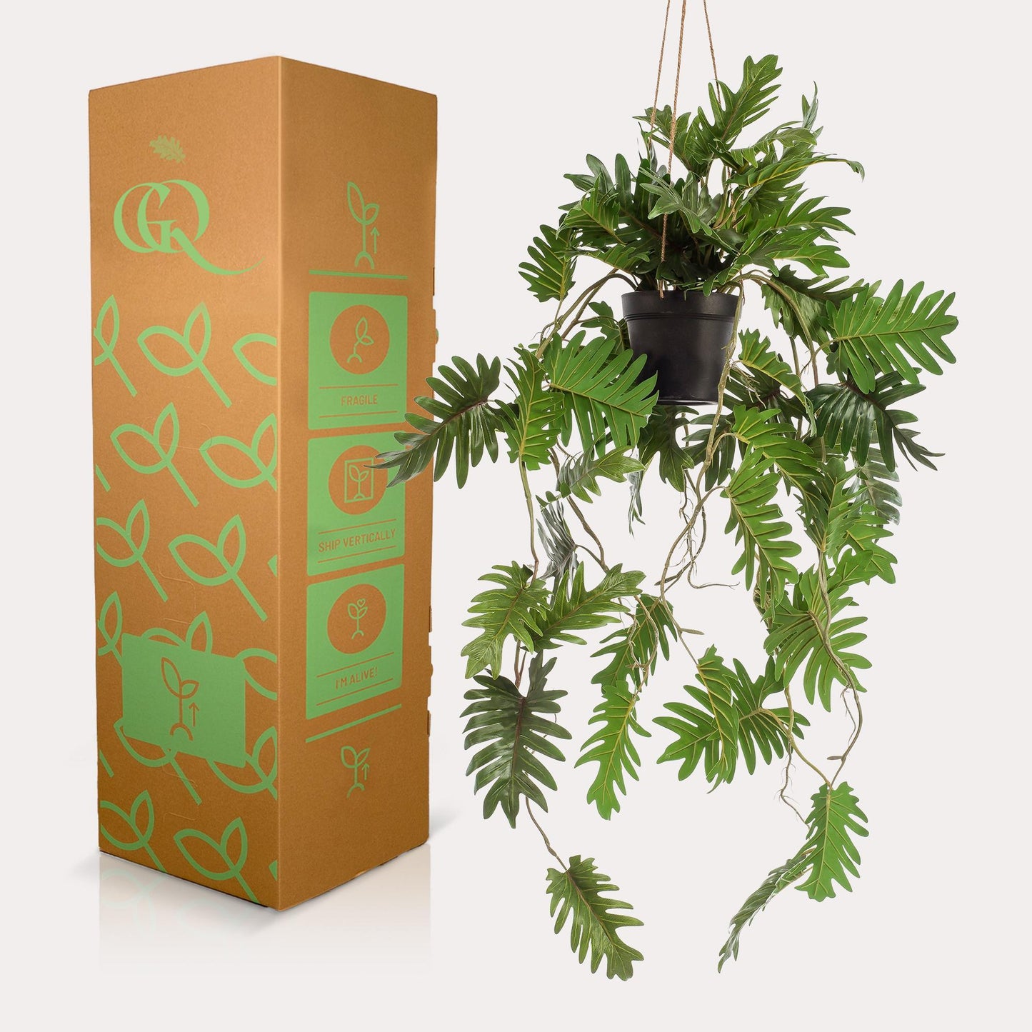Philodendron - Klimmende boomliefhebber | Kunstplant