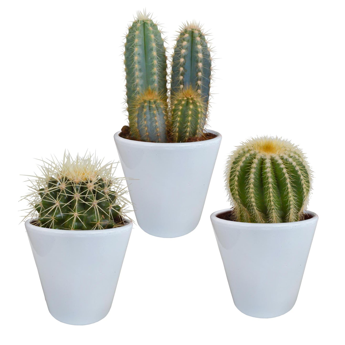 Cactus mix | 3 stuks