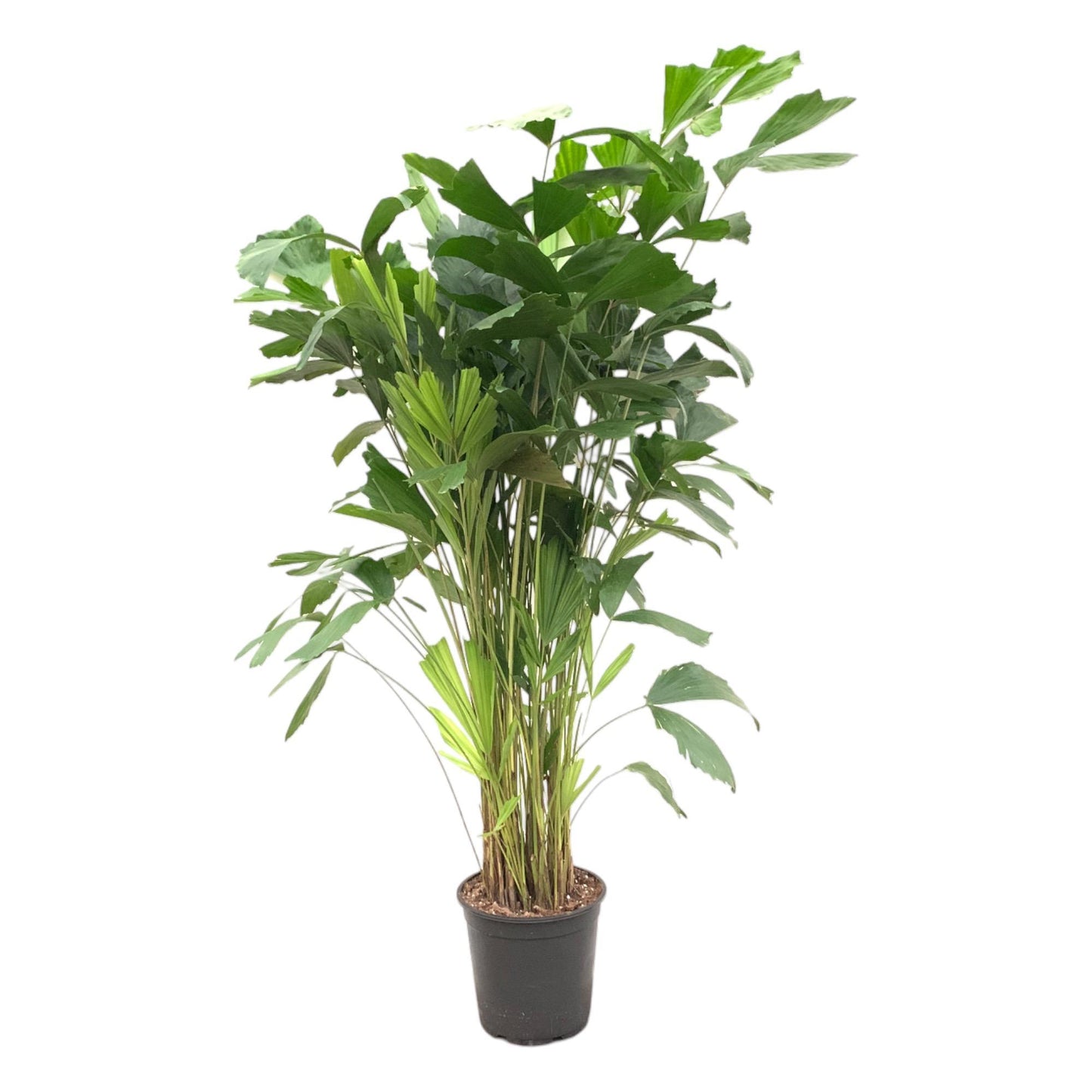 Caryota Mitis