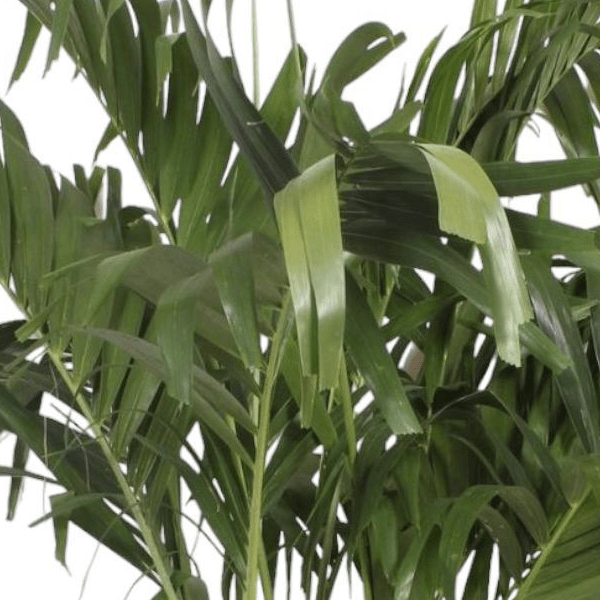Veitchia Merrillii multi stam 2 - LushLeaf | Online planten bestellen