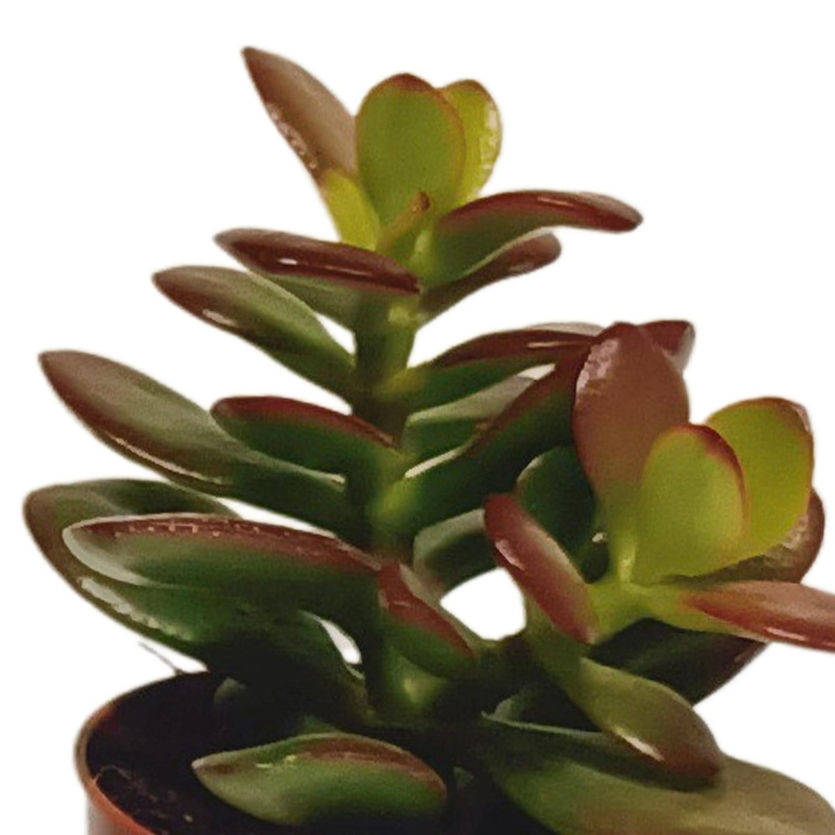 Vetplanten mix | 10 stuks 6 - LushLeaf | Online planten bestellen