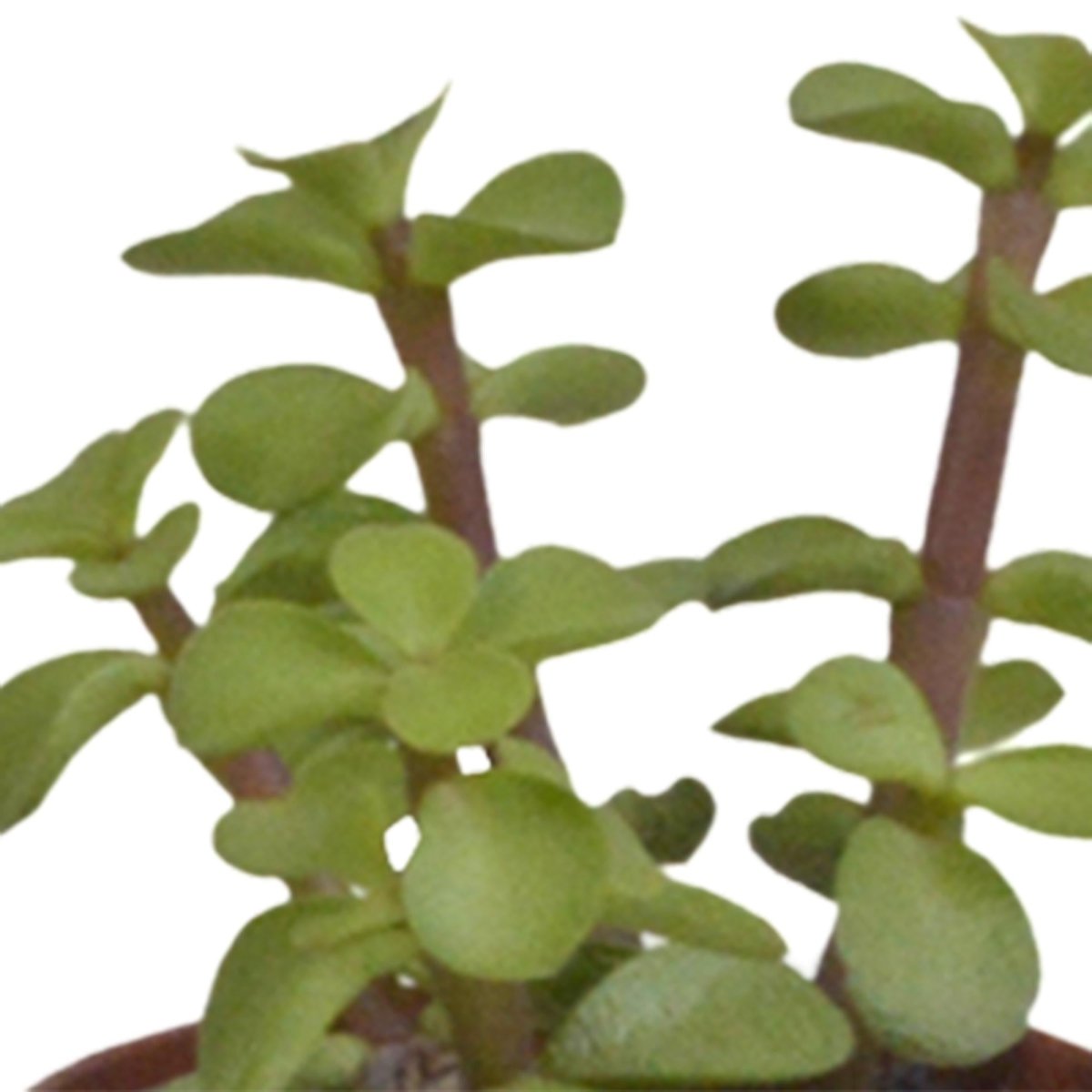 Vetplanten mix | 10 stuks 4 - LushLeaf | Online planten bestellen
