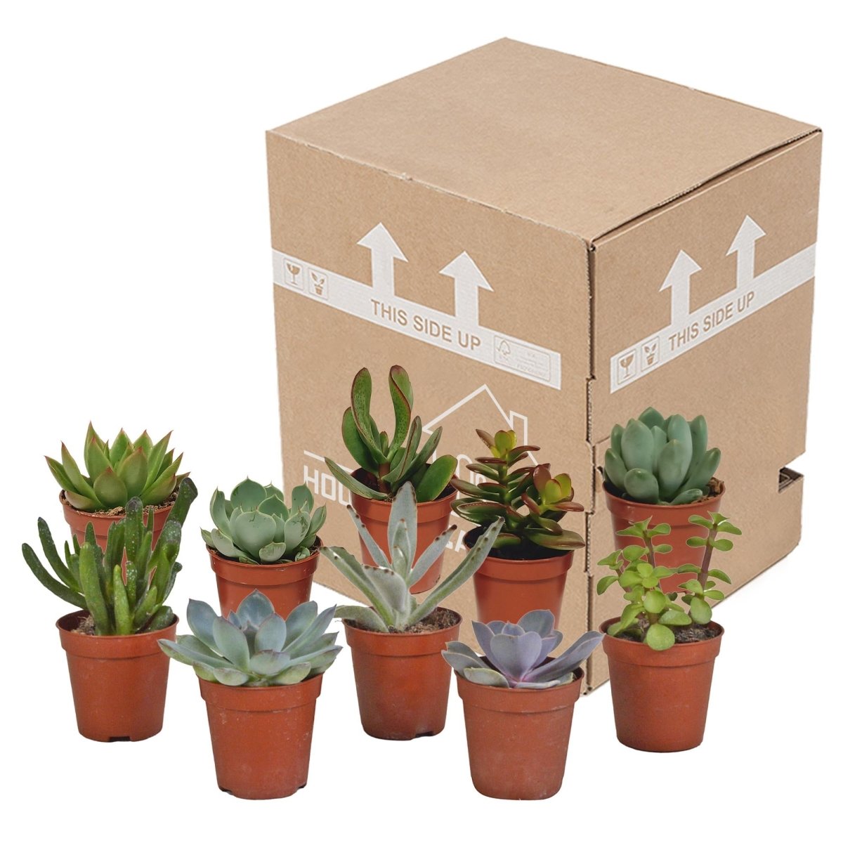 Vetplanten mix | 10 stuks 7 - LushLeaf | Online planten bestellen