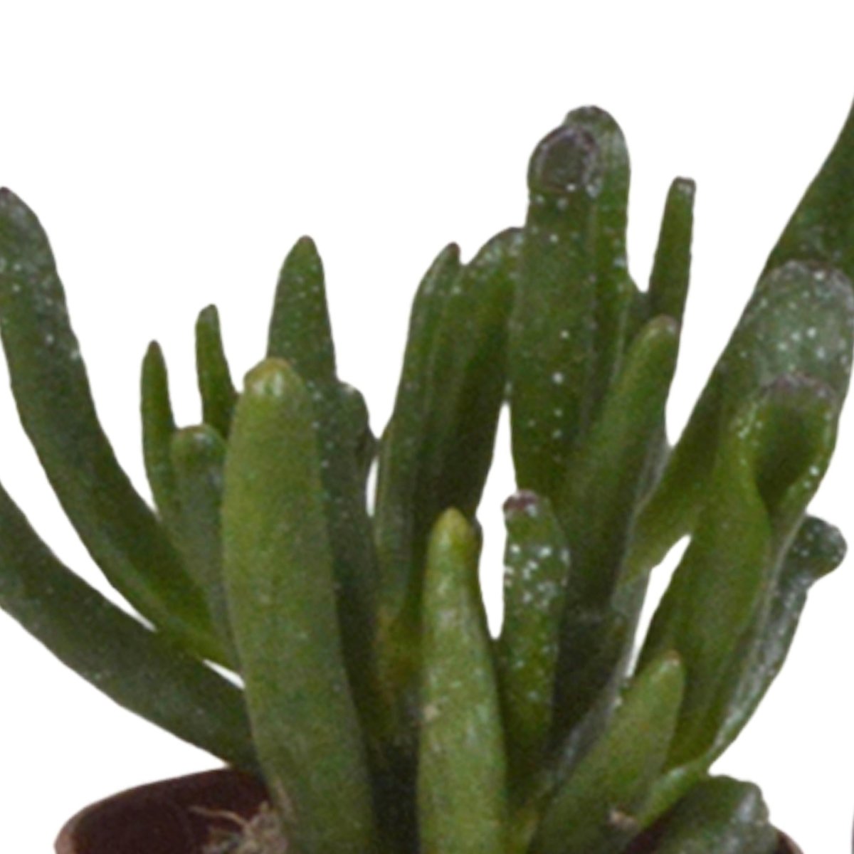 Vetplanten mix | 10 stuks 2 - LushLeaf | Online planten bestellen