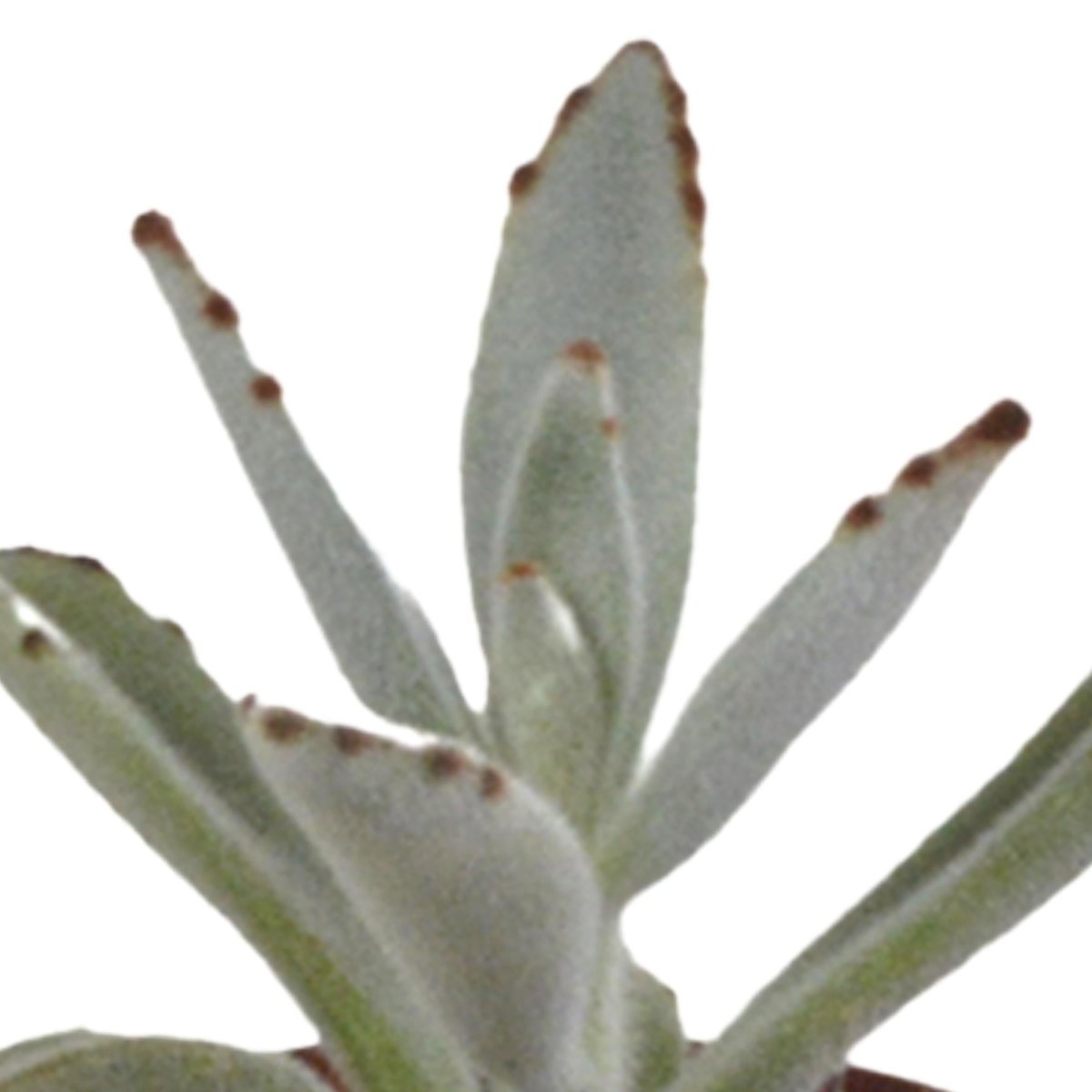 Vetplanten mix | 10 stuks 3 - LushLeaf | Online planten bestellen