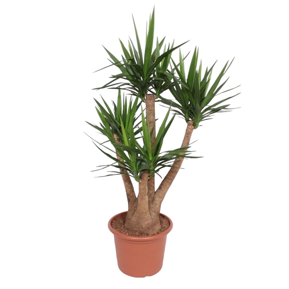 Yucca Elephantipes vertakt | XL 6 - LushLeaf | Online planten bestellen