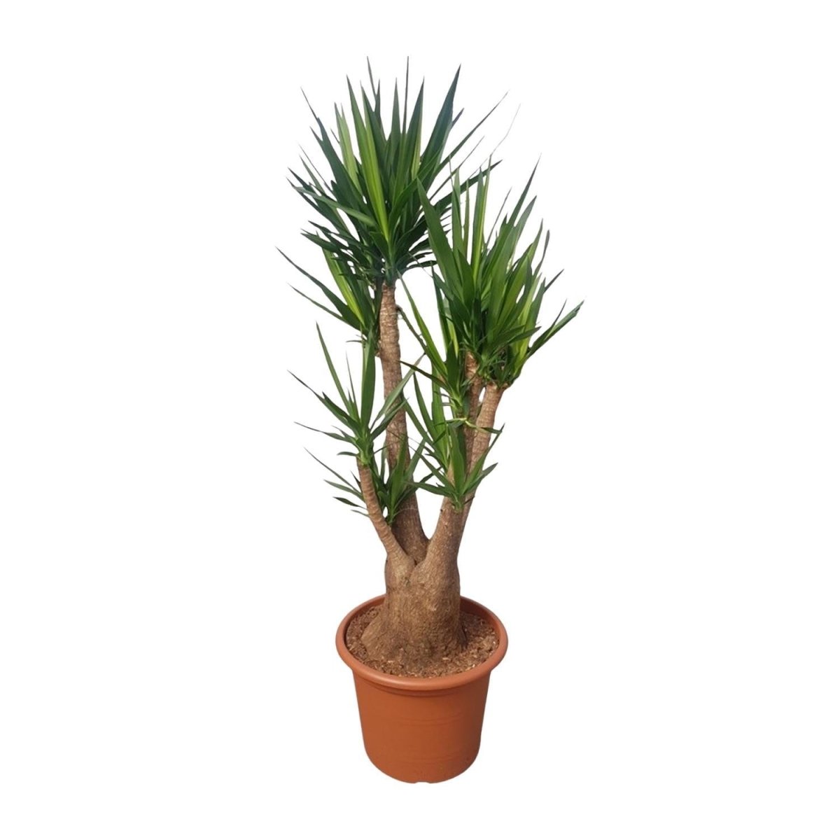 Yucca Elephantipes vertakt | XL 7 - LushLeaf | Online planten bestellen