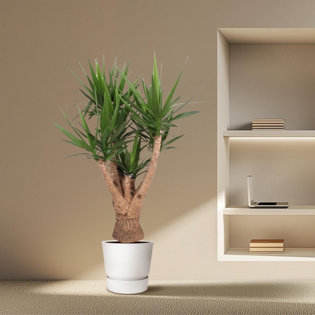 Yucca Elephantipes vertakt | XL 3 - LushLeaf | Online planten bestellen