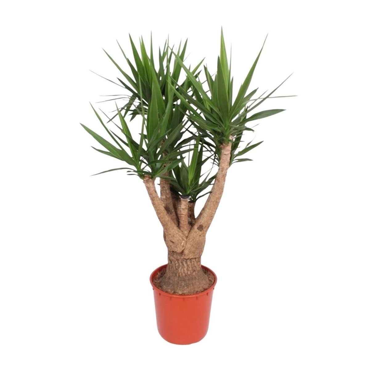 Yucca Elephantipes vertakt | XL 1 - LushLeaf | Online planten bestellen