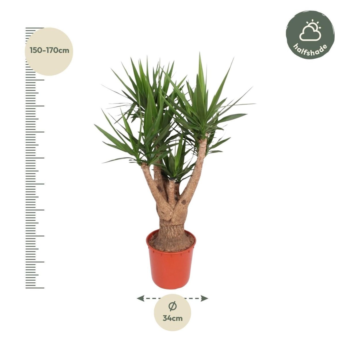 Yucca Elephantipes vertakt | XL 4 - LushLeaf | Online planten bestellen