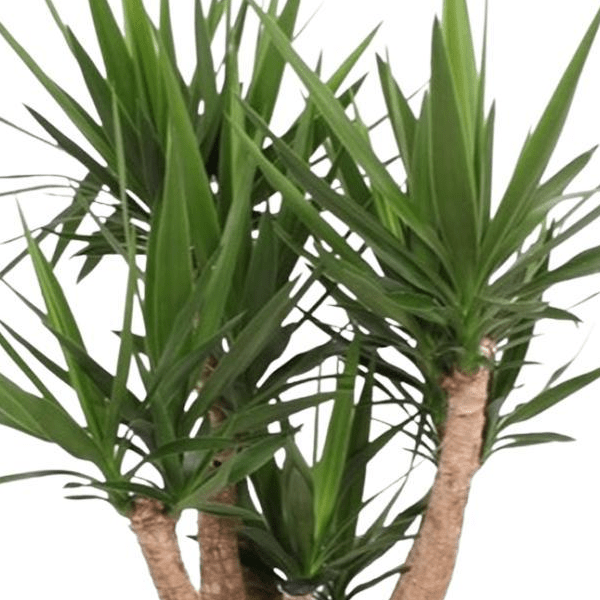 Yucca Elephantipes vertakt | XL 2 - LushLeaf | Online planten bestellen