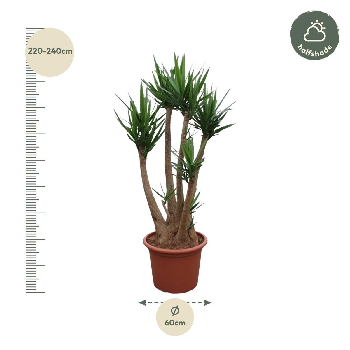 Yucca Elephantipes vertakt | XXL 4 - LushLeaf | Online planten bestellen