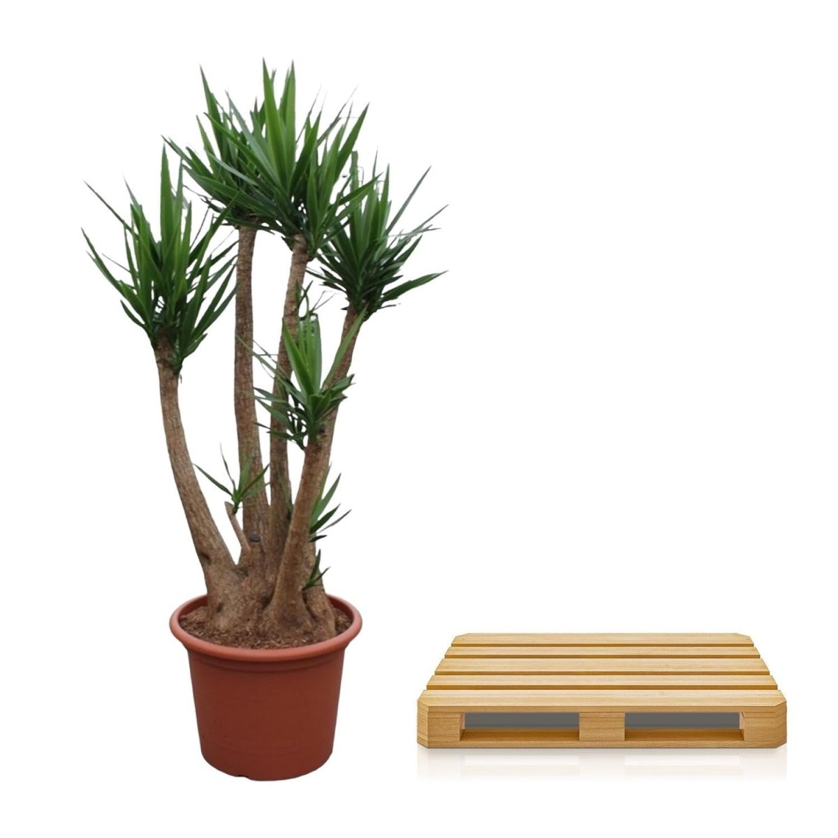 Yucca Elephantipes vertakt | XXL 5 - LushLeaf | Online planten bestellen