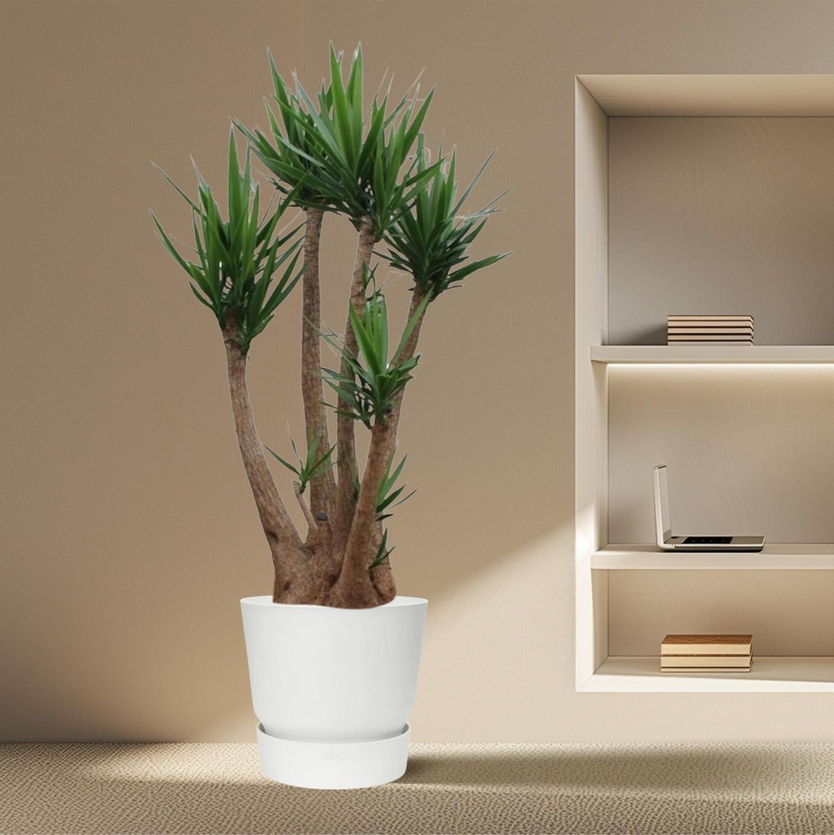 Yucca Elephantipes vertakt | XXL 3 - LushLeaf | Online planten bestellen