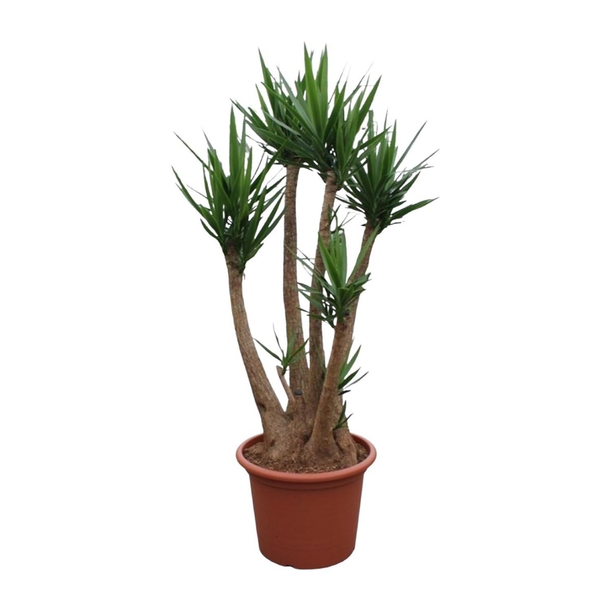 Yucca Elephantipes vertakt | XXL 1 - LushLeaf | Online planten bestellen