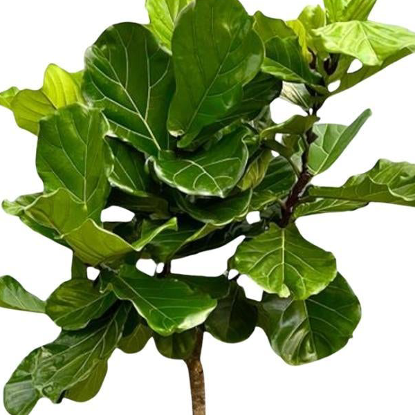 Ficus Lyrata boom | XXL