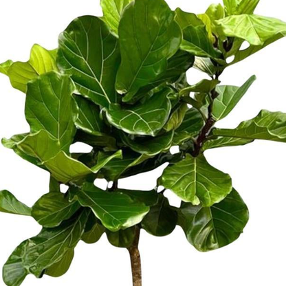 Ficus Lyrata boom | XXL