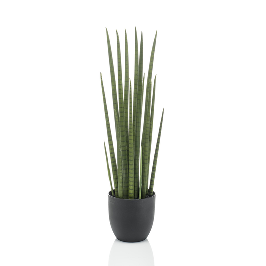 Sanseveria Cylindrica - Vrouwentong | Kunstplant
