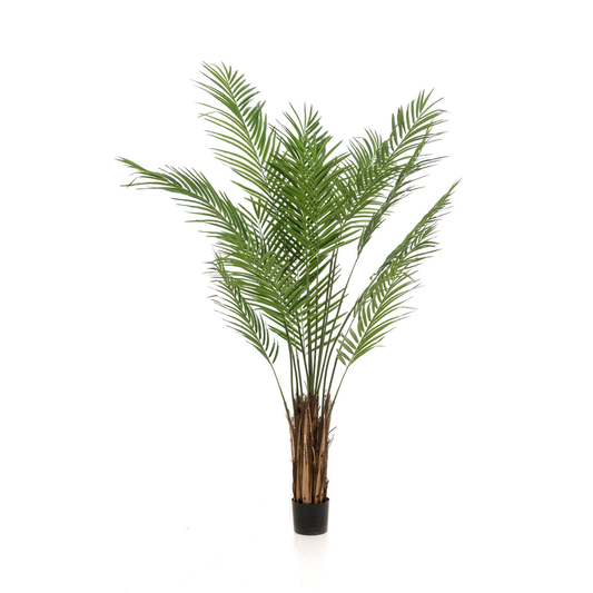 Areca Lutescens - Goudpalm | Kunstplant