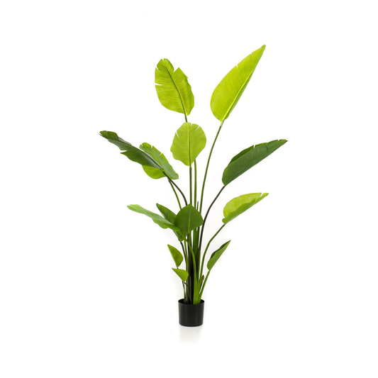 Strelitzia Nicolai - Paradijsvogelbloem | Kunstplant