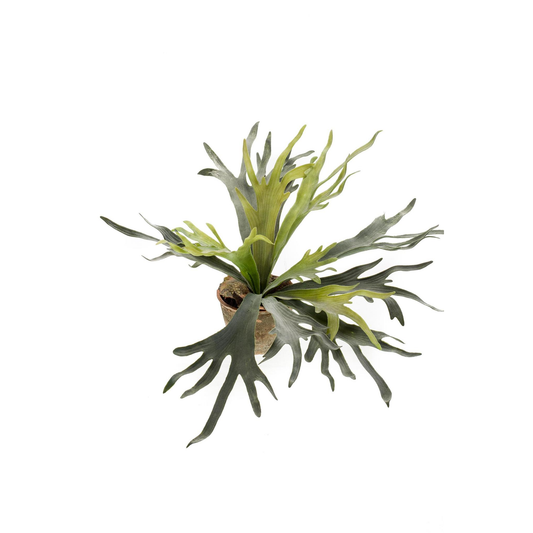Staghorn Fern - Hertshoorn | Kunstplant