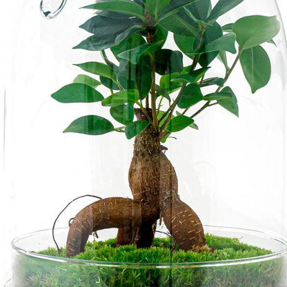 Egg L Bonsai | DIY terrarium