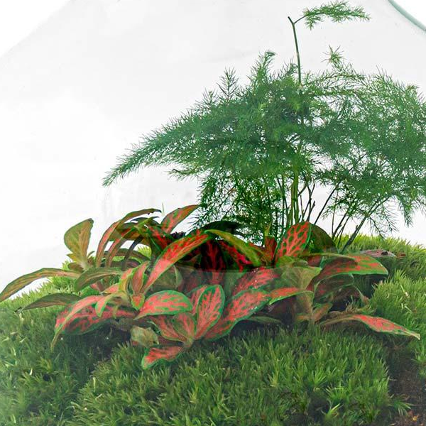 Little Joe | DIY terrarium