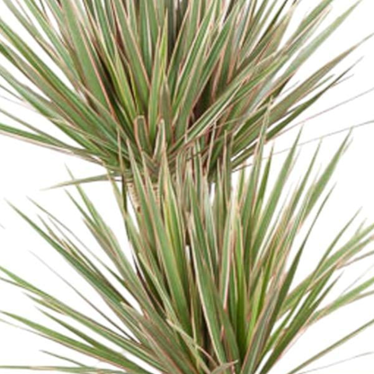 Dracaena Bicolor