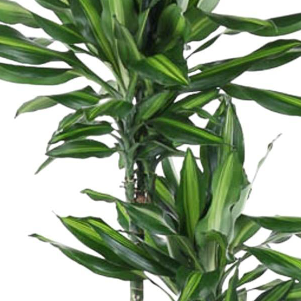 Dracaena Cintho