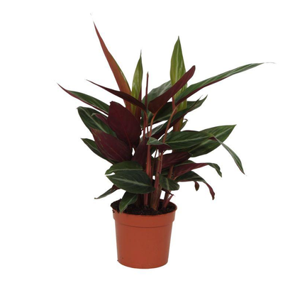 Calathea Stripestar