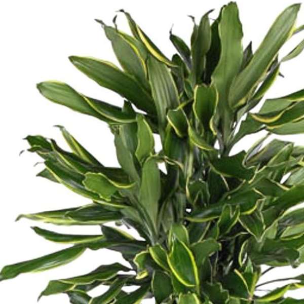 Dracaena Golden Coast vertakt