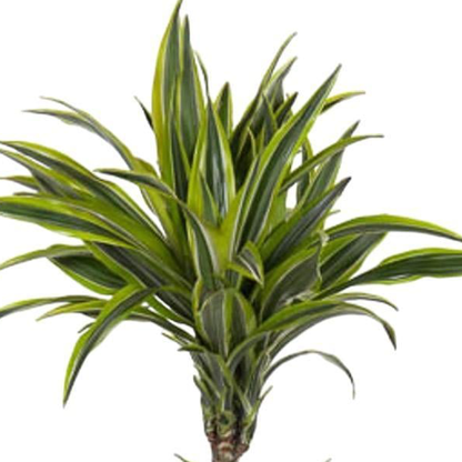 Dracaena Lemon Lime