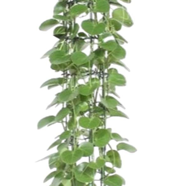 Cissus rotundifolia gaasrek