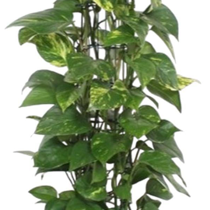 Epipremnum Aureum gaasrek