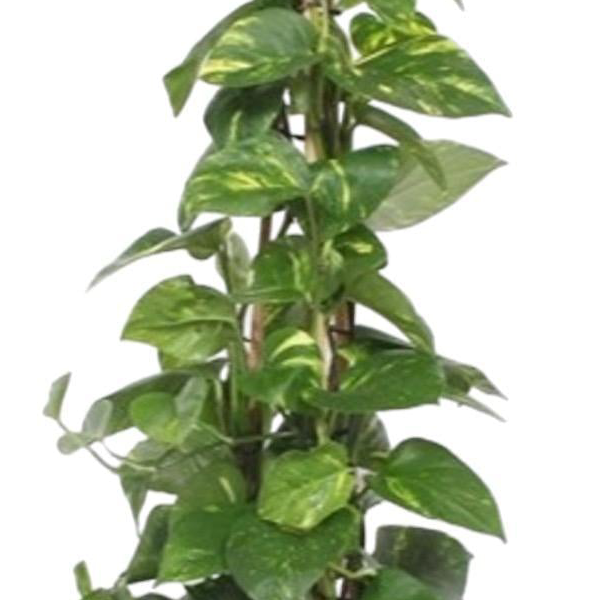 Epipremnum Aureum pyramide