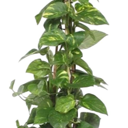 Epipremnum Aureum pyramide