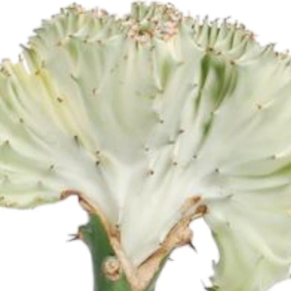 Euphorbia lactea Cristata wit