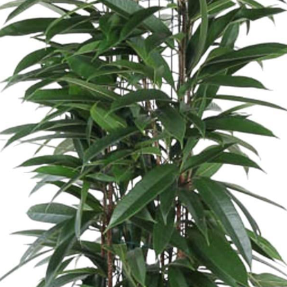 Ficus Alii King zuil