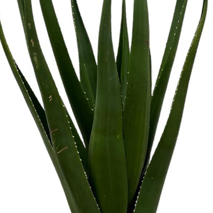 Aloë Barberae