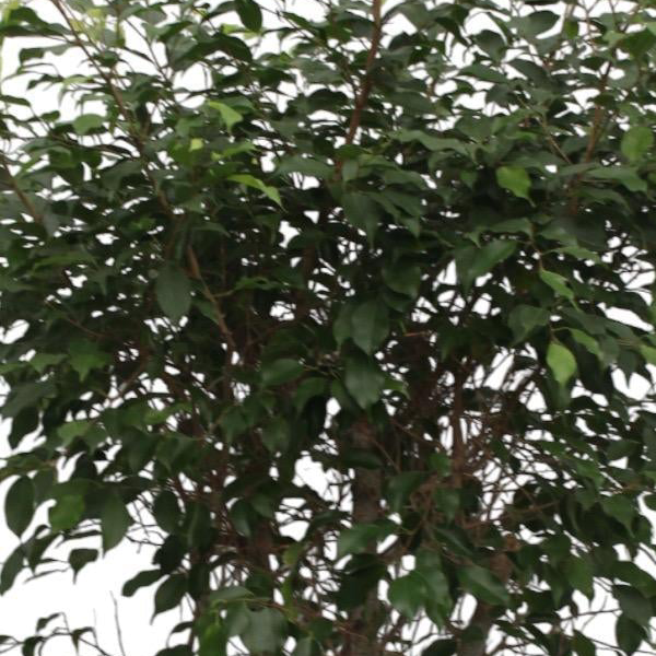 Ficus Benjamina Exotica vertakt