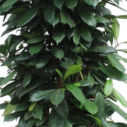 Ficus Cyathistipula gaasrek
