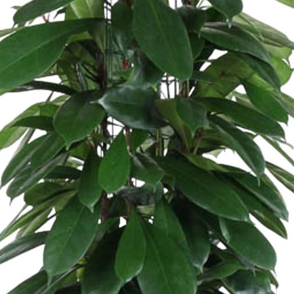 Ficus Cyatistipula zuil