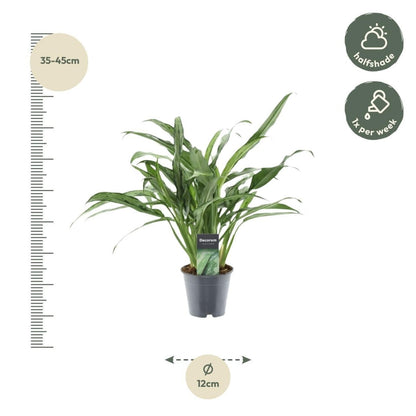 Aglaonema Cutlass 3 - LushLeaf | Online planten bestellen