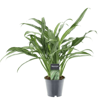 Aglaonema Cutlass 1 - LushLeaf | Online planten bestellen