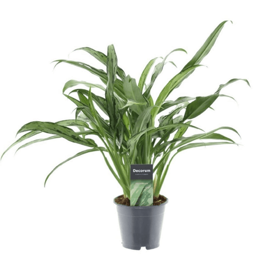 Aglaonema Cutlass 1 - LushLeaf | Online planten bestellen