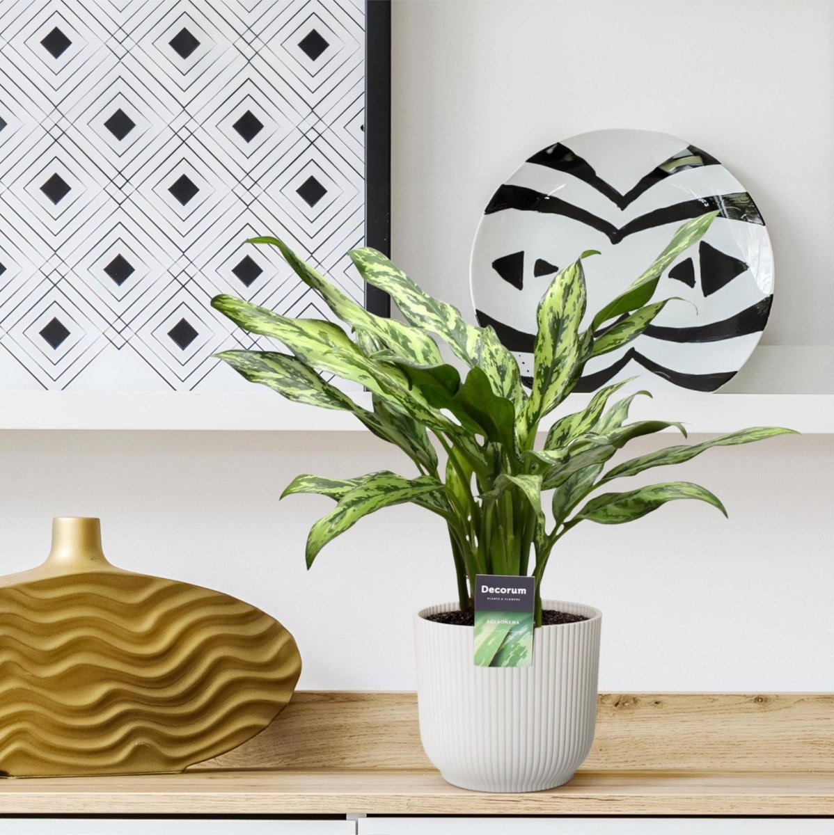 Aglaonema Juliette 3 - LushLeaf | Online planten bestellen