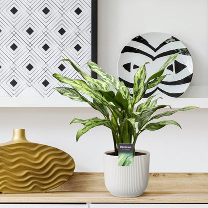 Aglaonema Juliette 3 - LushLeaf | Online planten bestellen